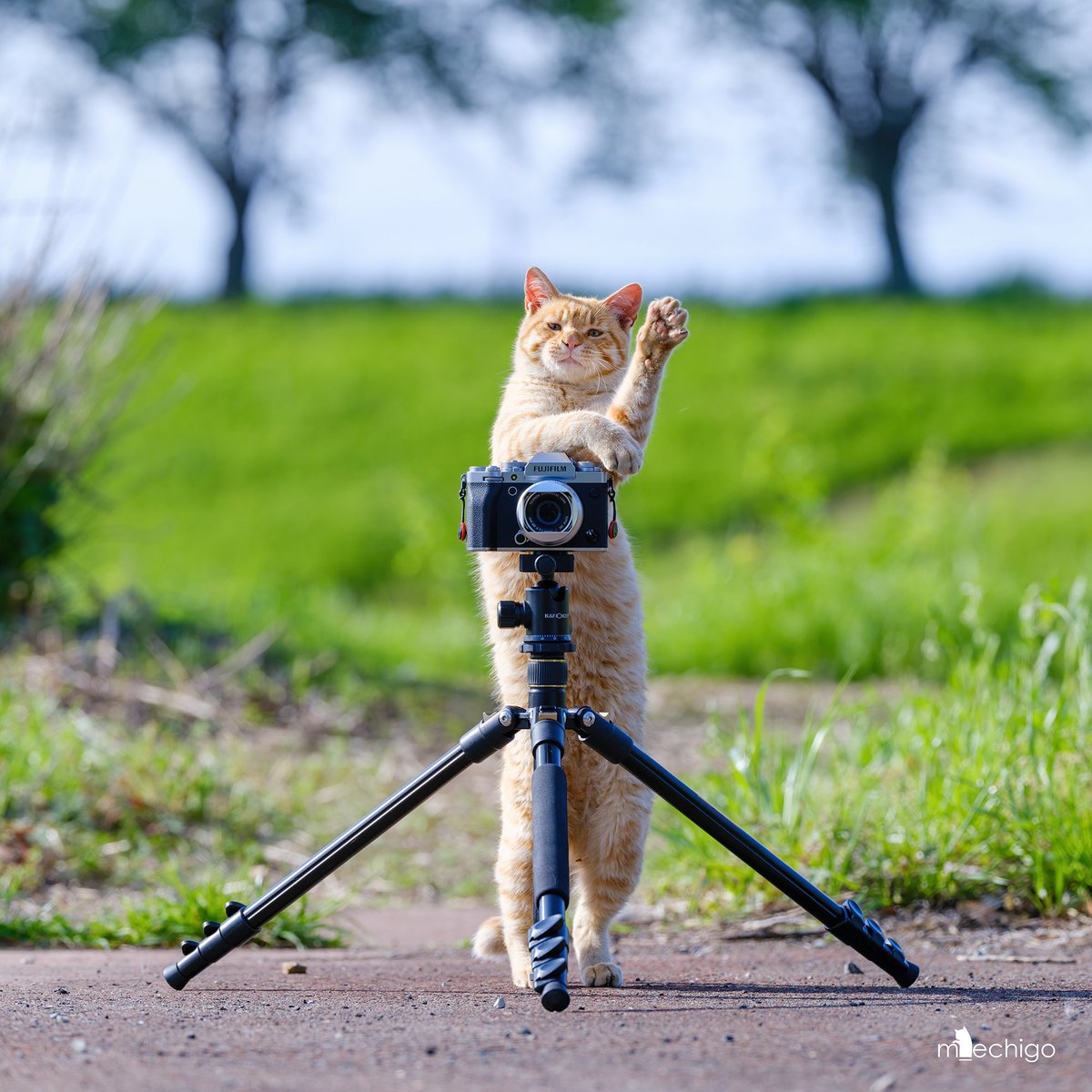 カメラにゃん茶トラ。
静岡の猫写真展で等身大パネルにした一枚。