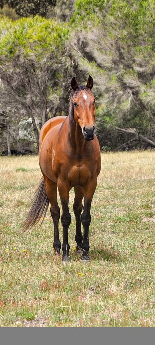 Spaz16's tweet photo. @H_Combs I'm so glad I could give these 3 an amazing life after racing. The grey boy was my heart horse. I lost him 16yrs ago to cancer &amp; still miss him so much it hurts. The chestnut mare I lost last yr to old age 💔 My main man Snap (bay) I've had since he retired at 6. He's now 17 💕 https://t.co/Wnkk7mET0K
