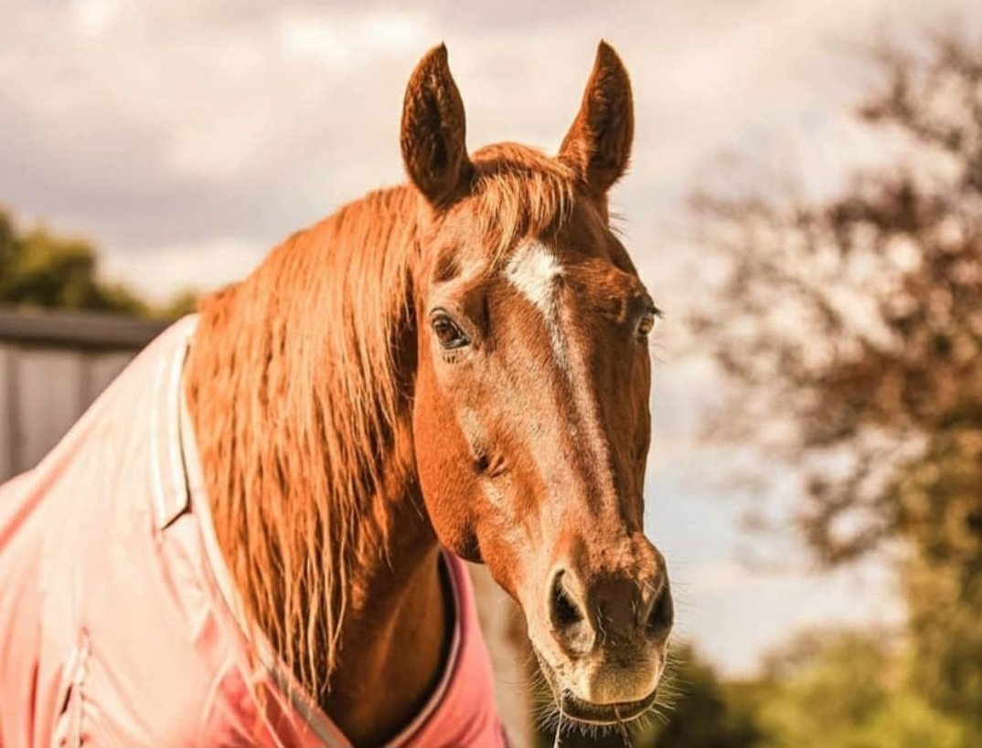 Spaz16's tweet photo. @H_Combs I'm so glad I could give these 3 an amazing life after racing. The grey boy was my heart horse. I lost him 16yrs ago to cancer &amp; still miss him so much it hurts. The chestnut mare I lost last yr to old age 💔 My main man Snap (bay) I've had since he retired at 6. He's now 17 💕 https://t.co/Wnkk7mET0K