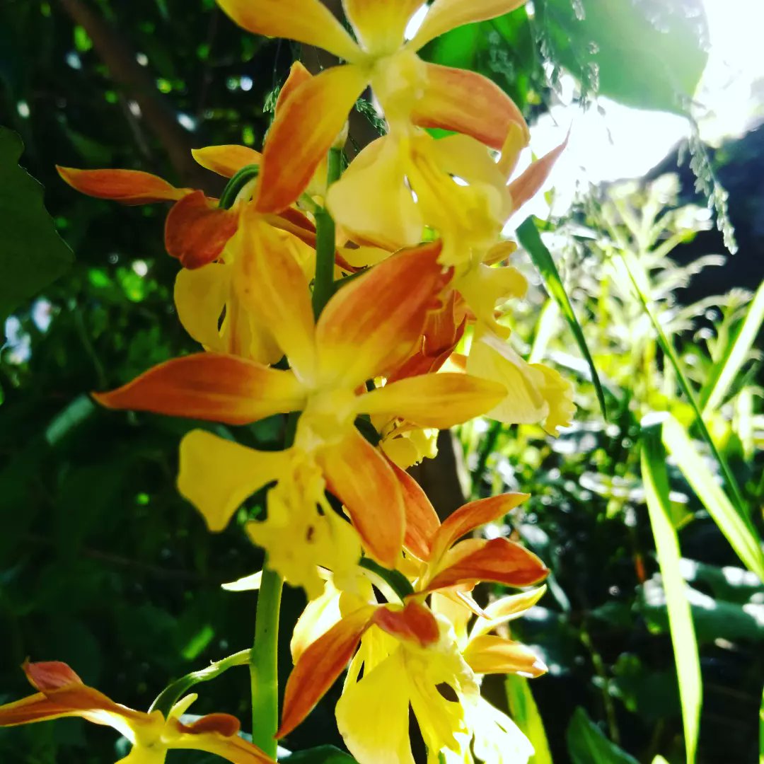 yururinosuke's tweet photo. 色が違うエビネ蘭も！
雑草だらけの中に💦

#蘭 #ラン #orchid #エビネ蘭 #えびね蘭 #田園 #田舎 #田舎生活 #田舎暮らし #自然 #庭 #ガーデニング #園芸 #畑 #花 #flower #フラワー #プランター #植物 #植物のある生活 #季節の花 #農家 #農業 https://t.co/WbVqCHoYpE