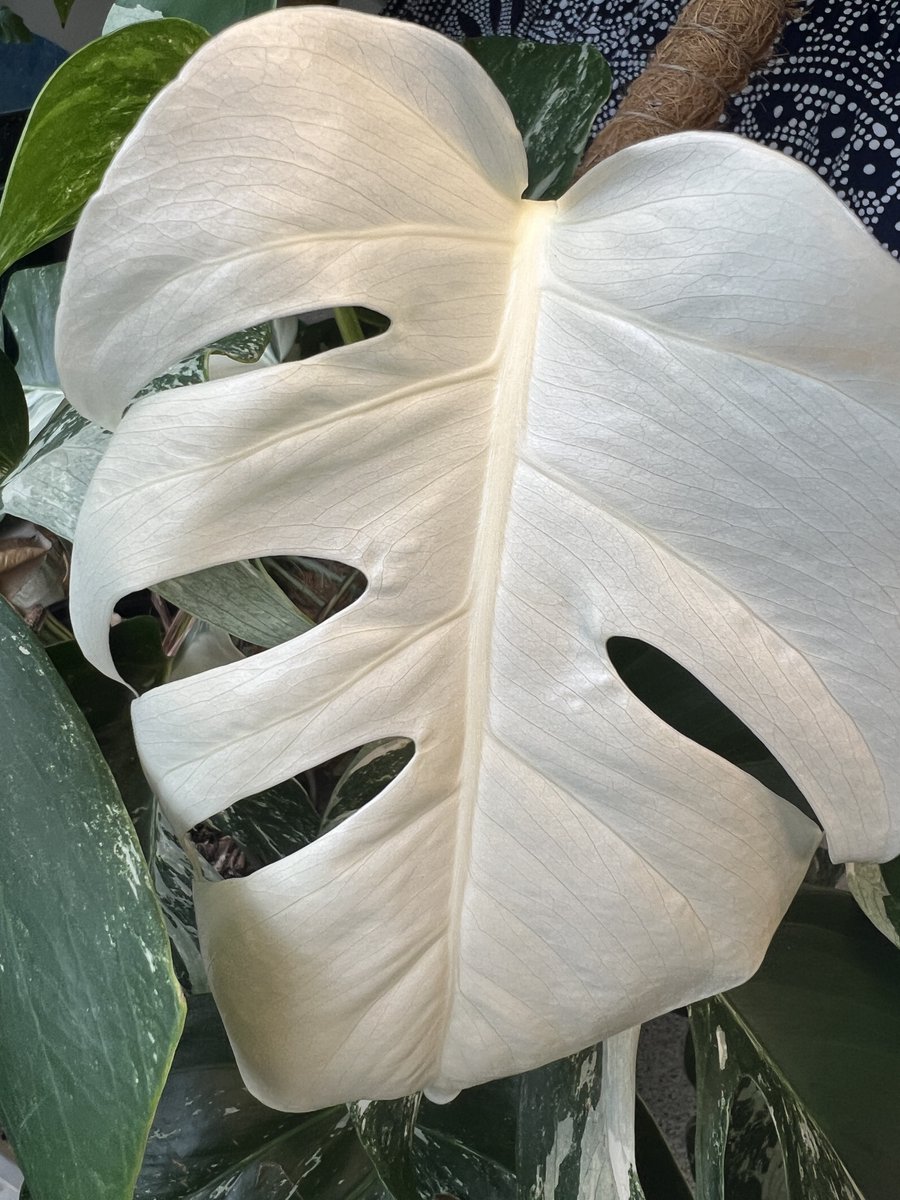 GM.  Another leaf on the #variegatedmonstera this morning.  The leaves are a metaphor for life.  Every day brings you something new and it could be completely different than what came the day before. But each one is beautiful in their own way