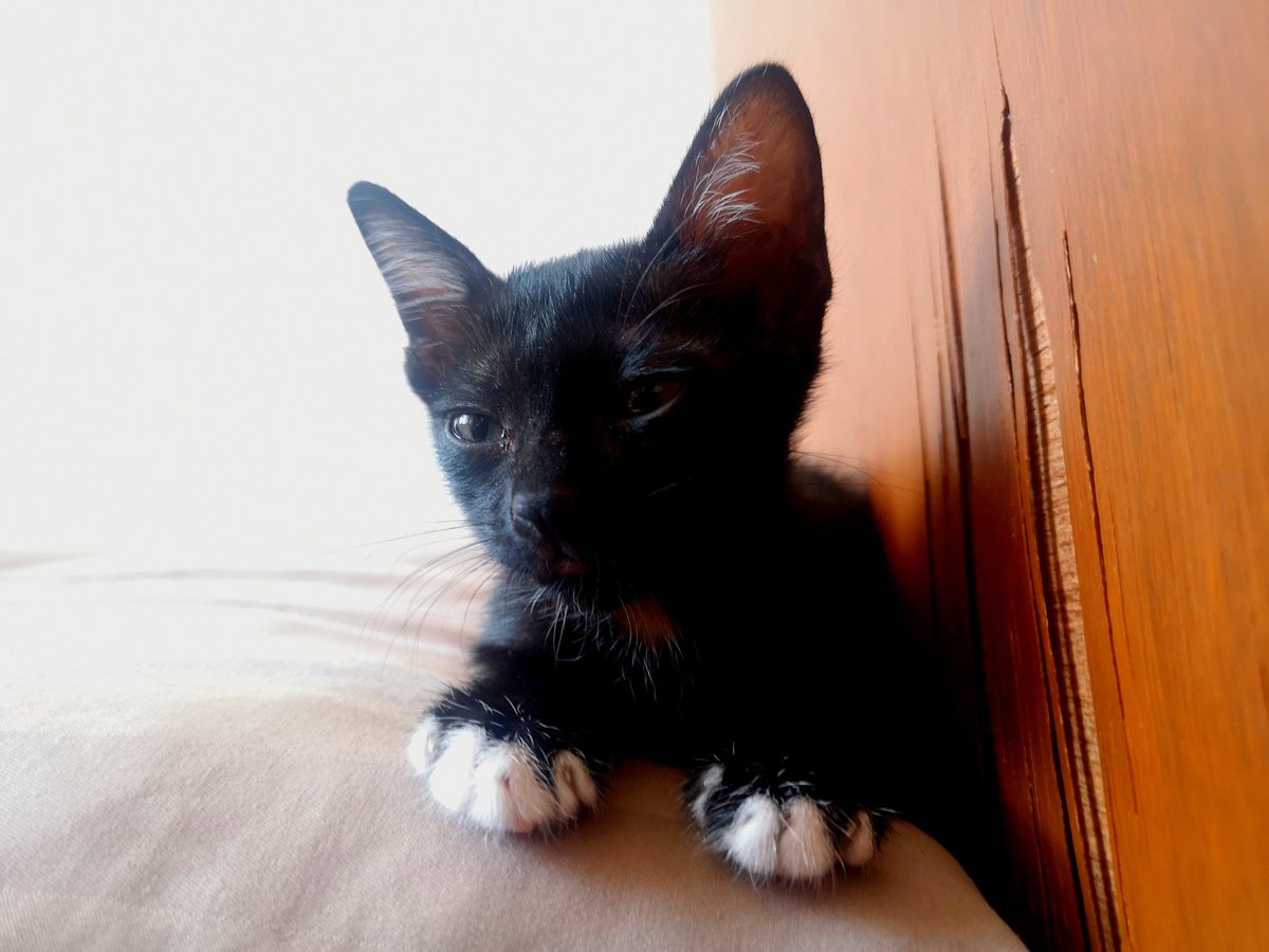 puzzolcat tweet media