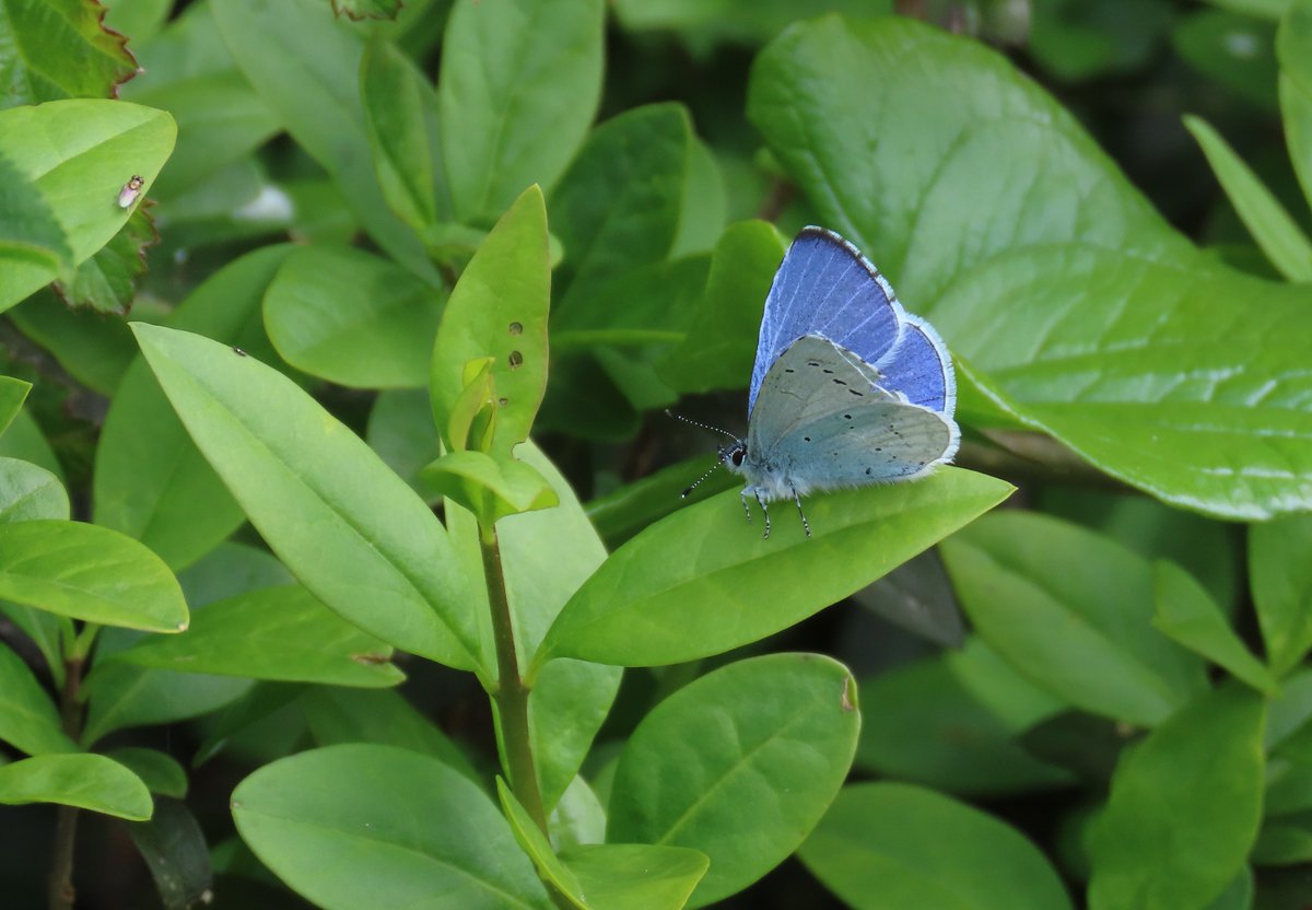 jcurtisart's tweet image. Common blue (?) butterfly seen on Sunday's walk