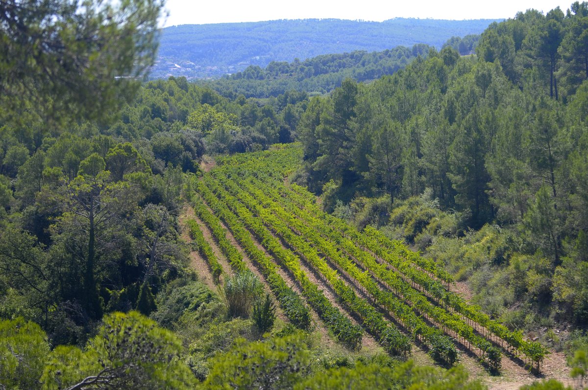 paresbalta's tweet image. All our vineyards have a unique sense of place; there is kind of a combination between soils and microclimate that makes each one of them distinct. #terroir #biodynamic #sustainability #gofurther