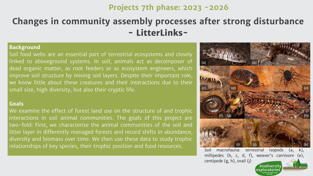 A project that has been part of the BE for many years is LitterLinks by <a href="/sscheu2/">Stefan Scheu</a> . Here, the composition and trophic structure of #soil animals and their microbial food resources are studied, as well as their inter-annual shifts. biodiversity-exploratories.de/en/projects/ch… <a href="/MPollierer/">Melanie Pollierer</a>