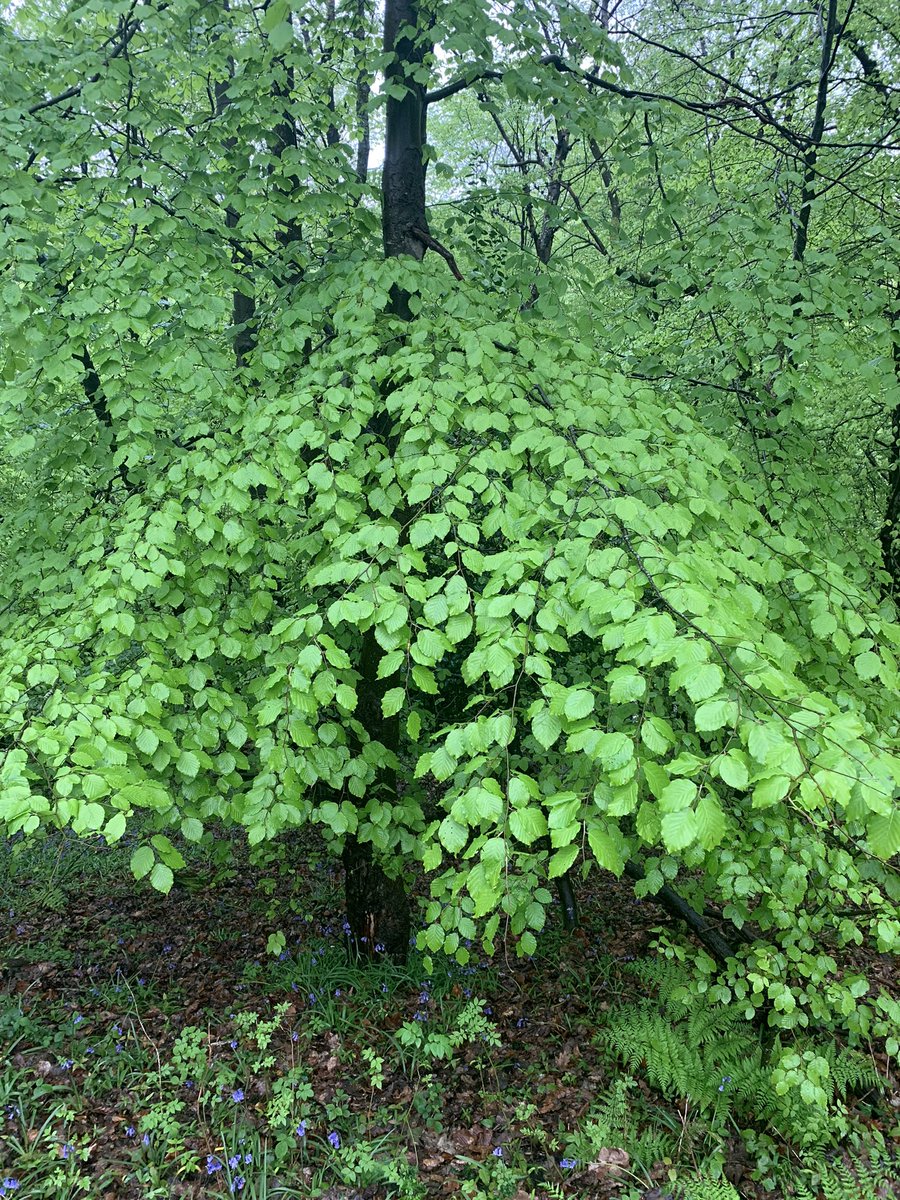 ChristineLongGreyHair tweet media