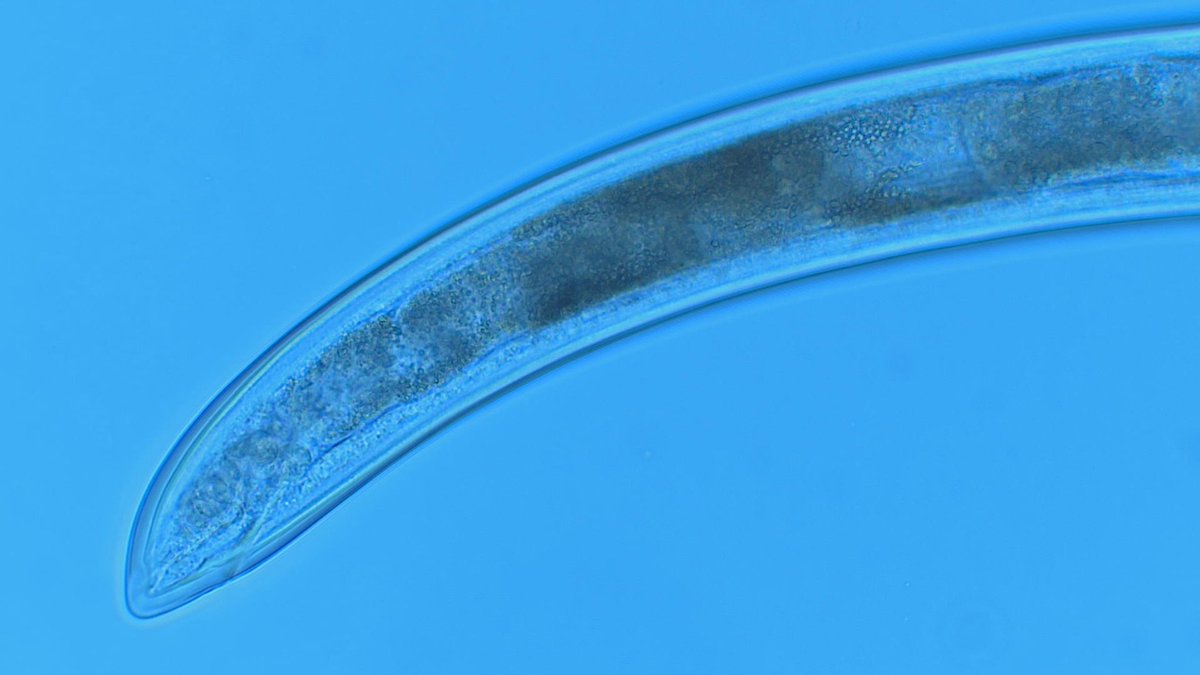 SilasBett's tweet photo. Enjoying Nematode diversity🙂😁
Genus Aporcelaimellus https://t.co/l5N7Sauppy