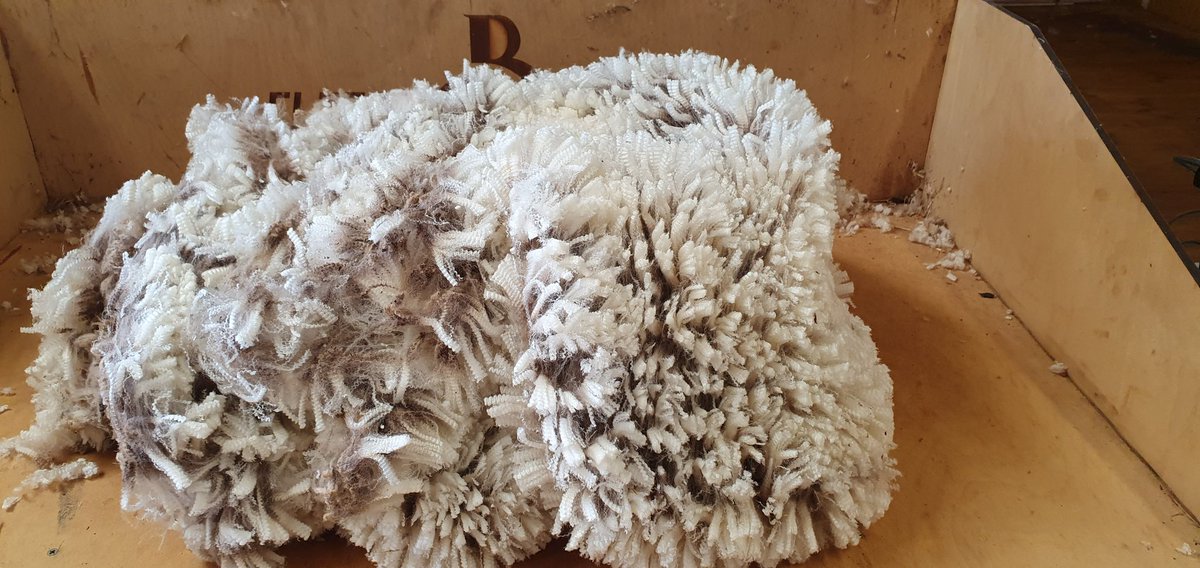 April Shearing update - the young rams and ewes averaged 2.6kg/hd for greasy fleece weight for exactly 5mths growth. As you can see from the pictures the wools were nice and bright white and a lot cleaner than usual for this time of year. 

#shearing #srsmerino #technology #data