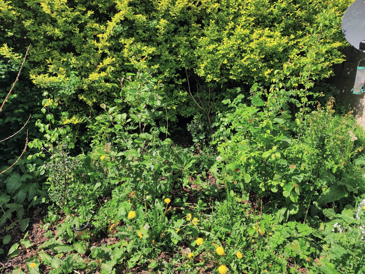 Mini Meadows tweet media