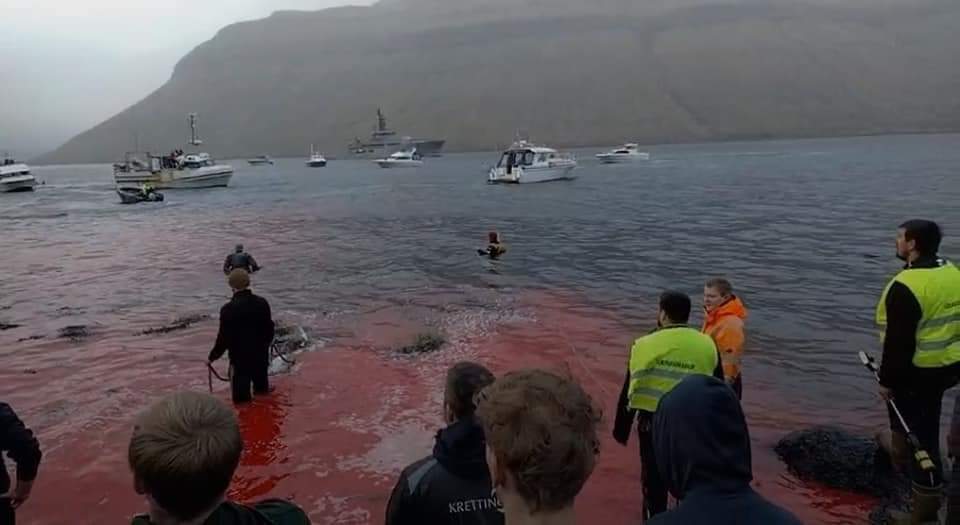 A family of 12 gentle Pilot Whales slaughtered violently by the Faroe Islanders 8/5/2023