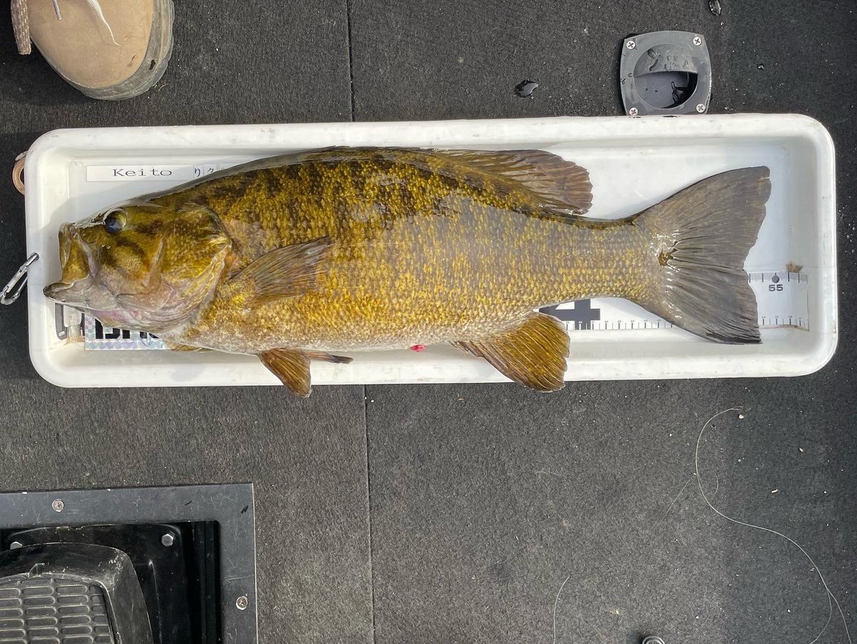 この春2本目の55upのスモールマウス
一桁の水温から魚のポジションの変わり様をしっかり追いかけられてる感じ
冬を越した魚のボディプロポーションは素晴らしいです
この魚は2.6キロ

もう少ししたらベッドができ始めるのでそしたら釣りは1ヶ月間休憩です👍🏻