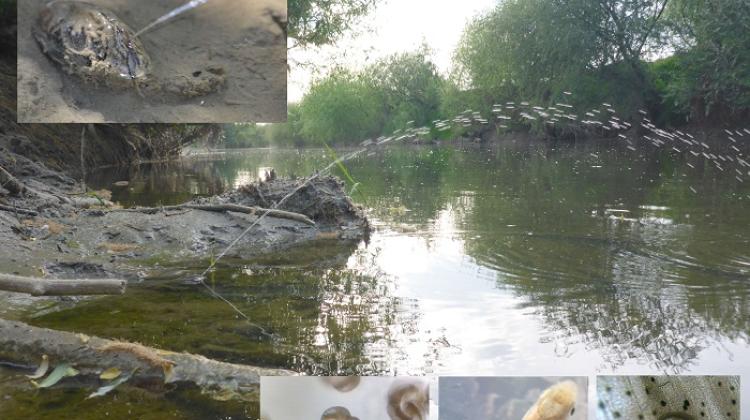 Scientists from @INCPoland (#ioppan) described in the journal Ecology (doi.org/10.1002/ecy.40…) how #mussels manipulate fish to send their young into the world. #rivermussels scienceinpoland.pl/en/news/news%2…