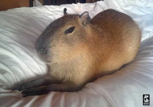 CapybaraCoinERC's tweet photo. Dev woke up.

10M market cap. New all-time high.

Price discovery for digital wellness? https://t.co/20g3bMyhrT