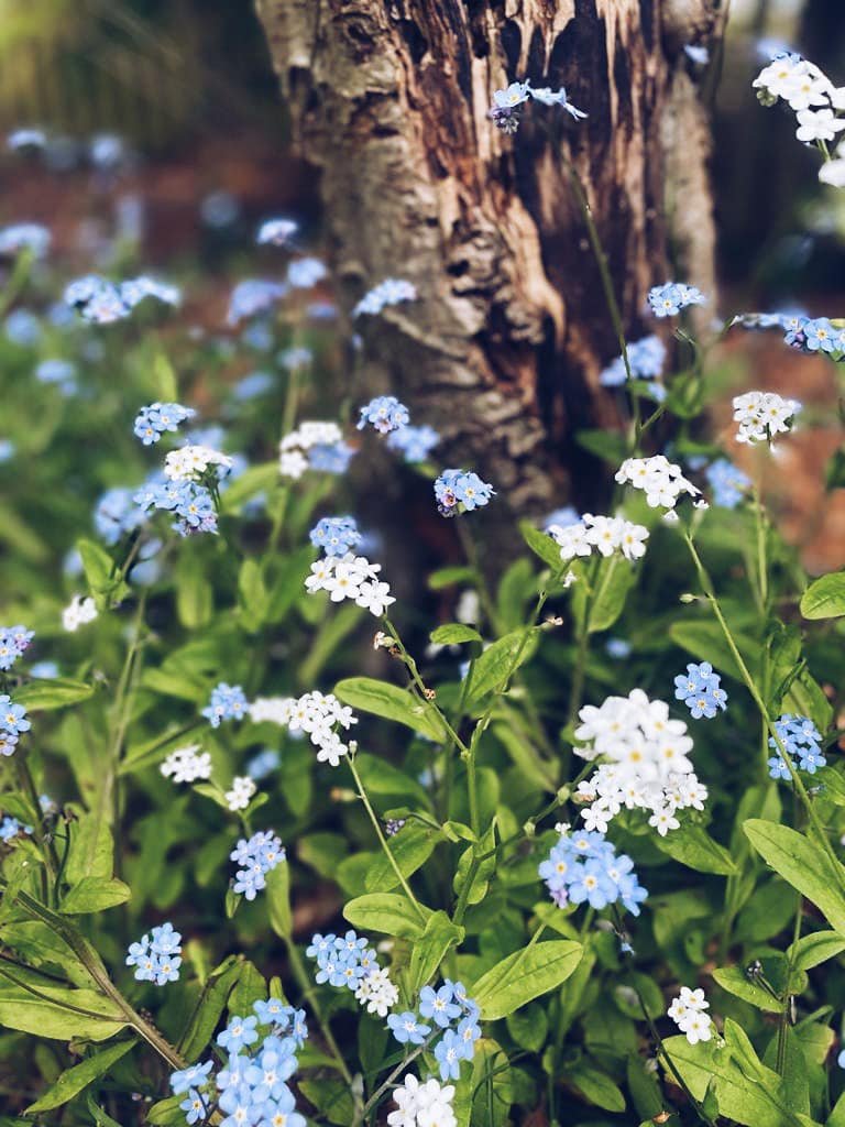 💙 #gardening #gardeners #gardenersofinsta #gardenersofinstagram #gardenerspfig #gardengram #gardeninggram #gardenlife #gardeninspo #gardentools #gardenphotography #picoftheday #foryoupage