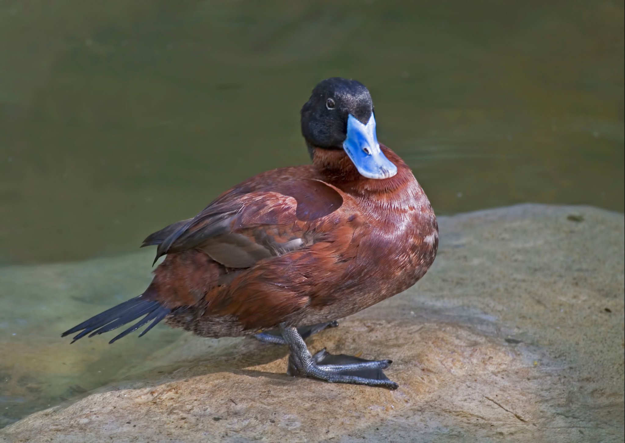 World Migratory Bird Day on Twitter "The Maccoa Duck is a small diving