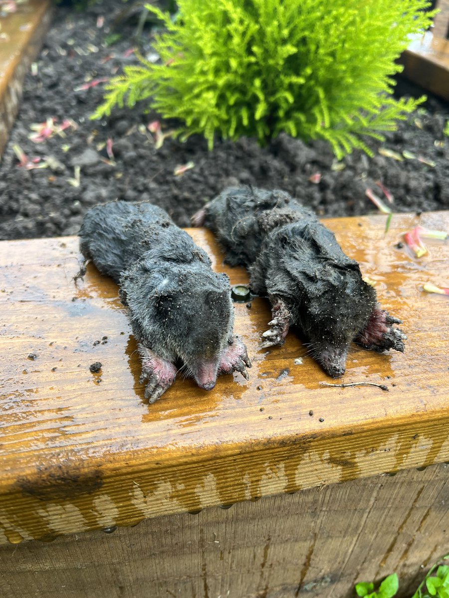 Two moles removed this week from the garden in #whittlelewoods another check and that should do it 👌 #molecatcher #moleman #moles #pestcontrol #pestcontrolservice #gardenpests #lawncare #gardenmaintenance #preston #garstang #lancashire