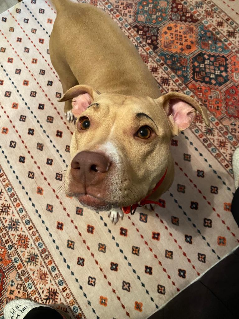 Meykaplar yabıldıysaa geseliimm