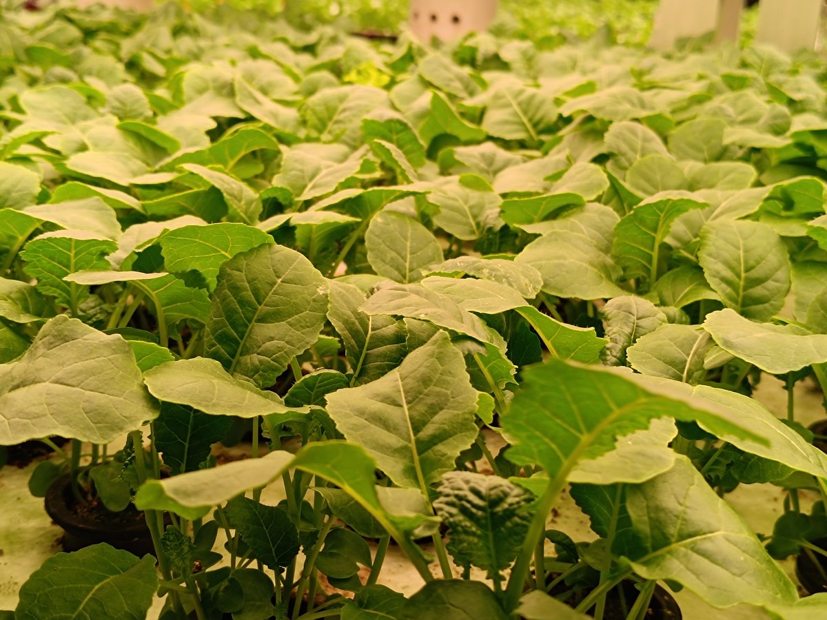 M_Izhar_Shafi's tweet photo. Never compromise on quality. Grow green and eat green. Our products at #janafarm #Hydroponics #freshproduced
#verticalfarming #jeddah #Saudivision2030 https://t.co/kYjTZoIP2m