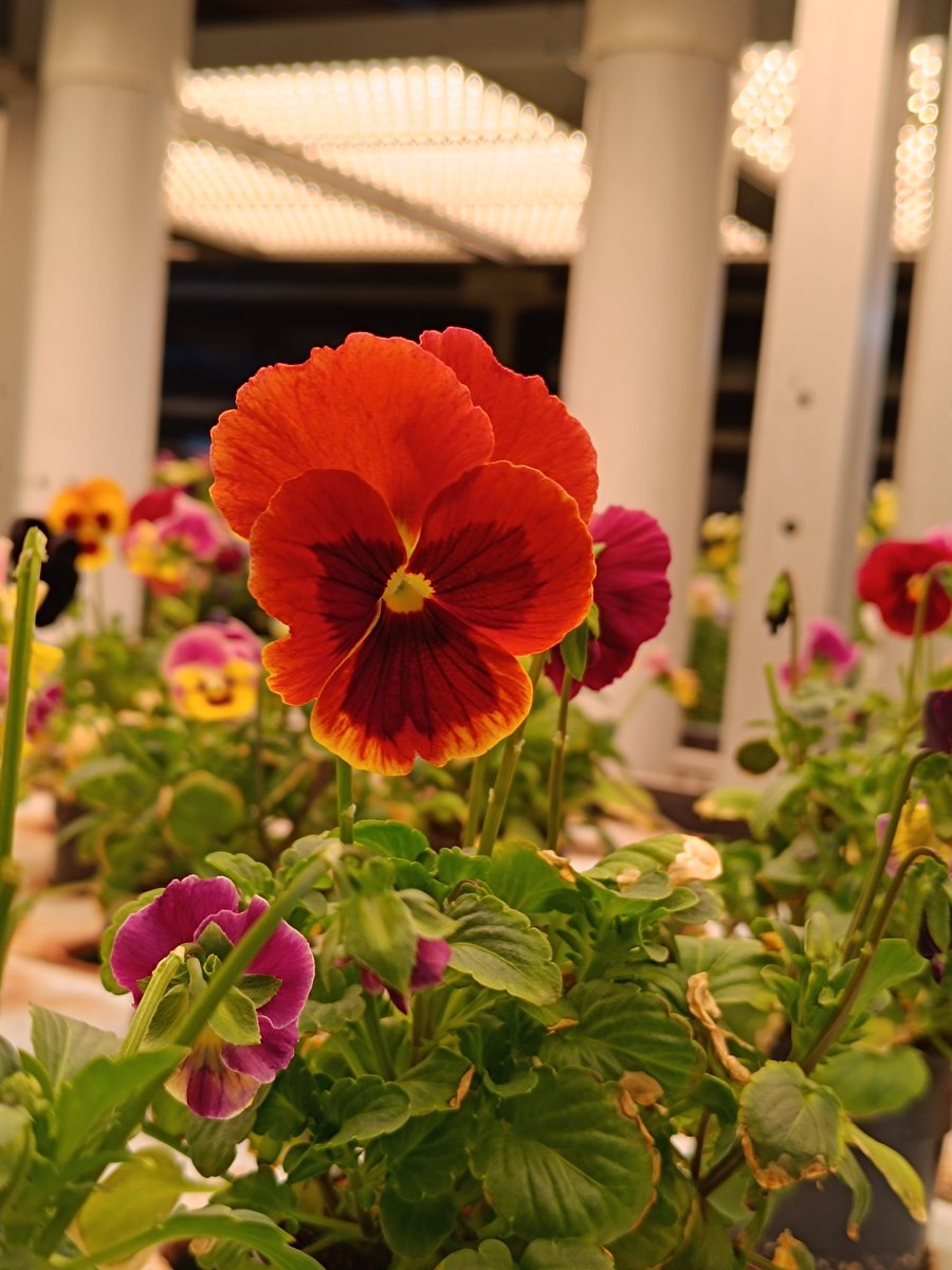 M_Izhar_Shafi's tweet photo. Never compromise on quality. Grow green and eat green. Our products at #janafarm #Hydroponics #freshproduced
#verticalfarming #jeddah #Saudivision2030 https://t.co/kYjTZoIP2m