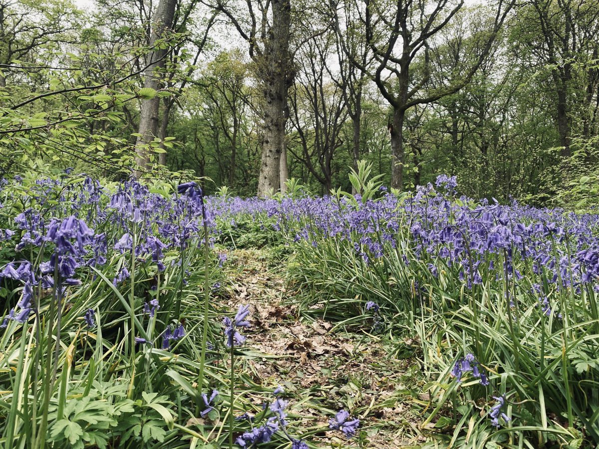 marcthevet's tweet photo. Fairly easy 6-mile stroll over long weekend from #ThePloughPub in #UpperDicker to #Arlington & back. Loads of nature & wildlife spotted along #CuckmereRiver incl. pair of blackcaps. Reminder that @bluebellwalk closes tomorrow (Wed) so try to visit if you can! #SouthDowns #Sussex https://t.co/n6FWQaqK1D