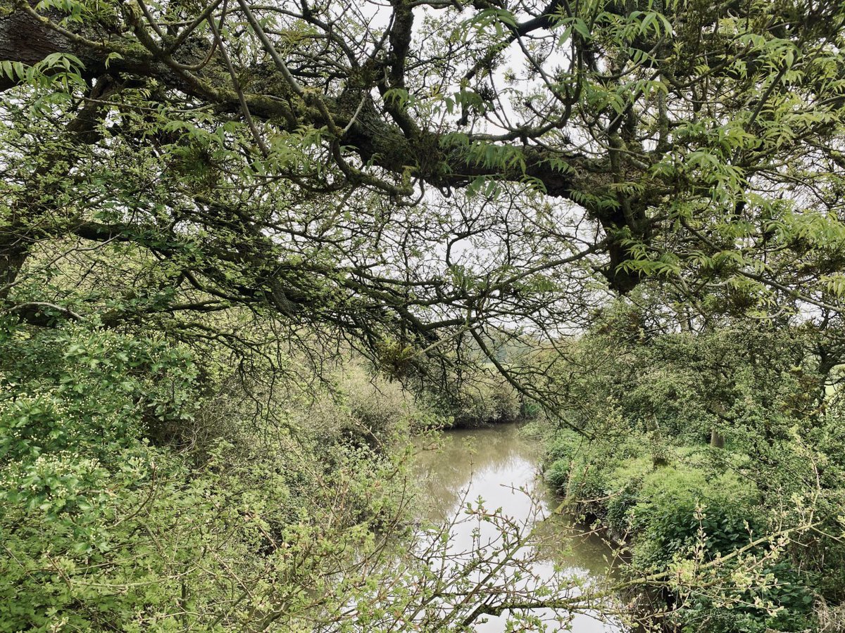 marcthevet's tweet photo. Fairly easy 6-mile stroll over long weekend from #ThePloughPub in #UpperDicker to #Arlington & back. Loads of nature & wildlife spotted along #CuckmereRiver incl. pair of blackcaps. Reminder that @bluebellwalk closes tomorrow (Wed) so try to visit if you can! #SouthDowns #Sussex https://t.co/n6FWQaqK1D