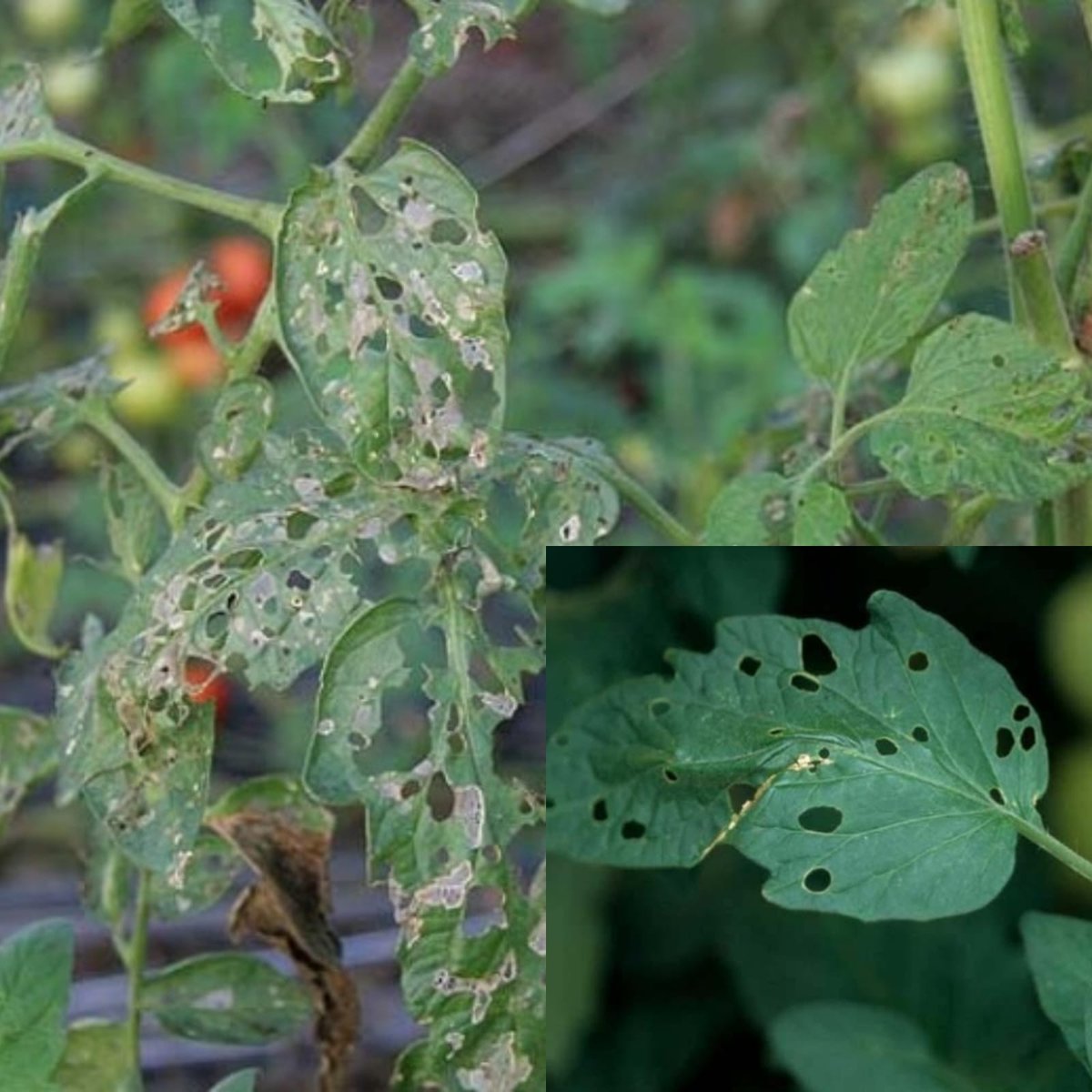 Bioinsectis tweet media
