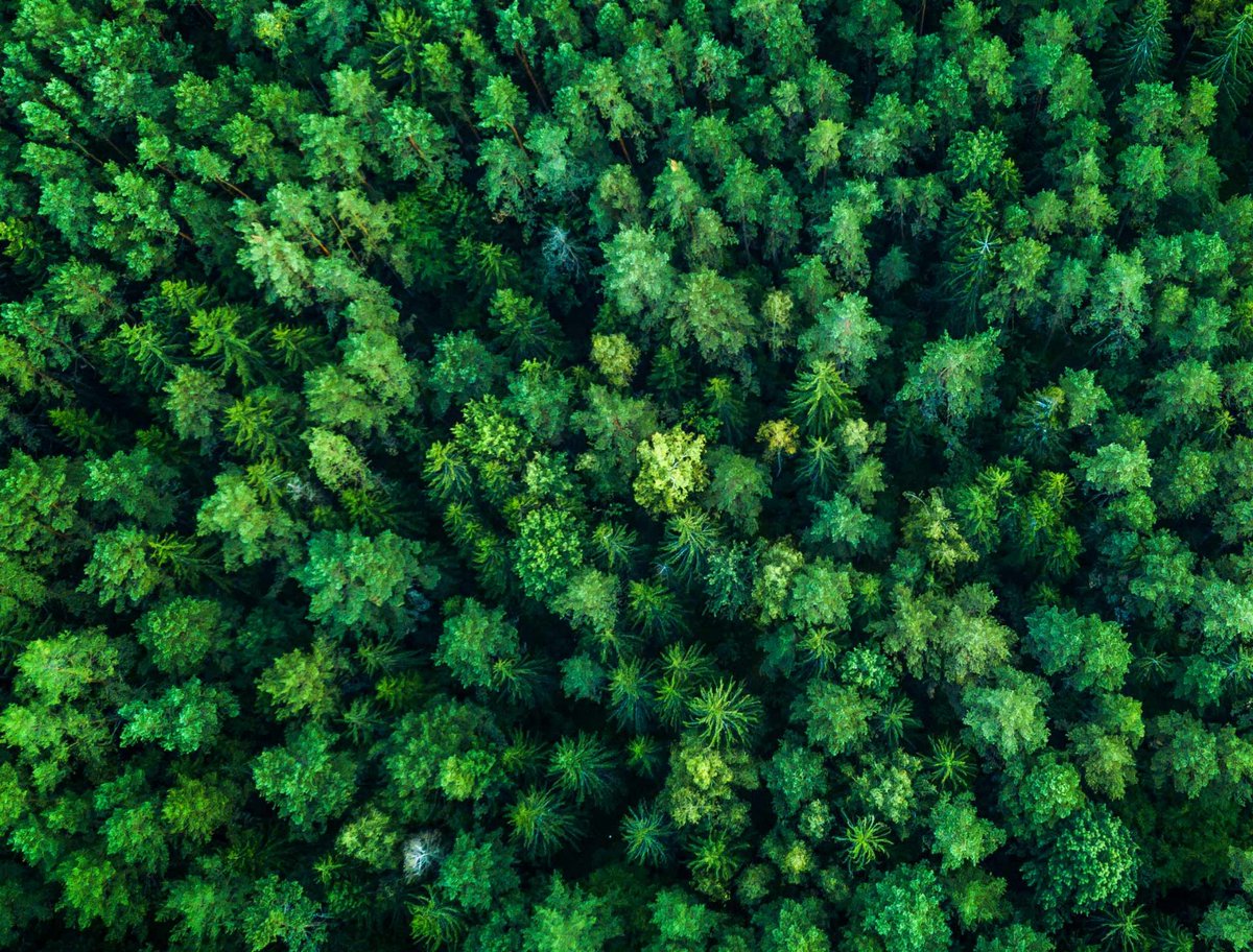 Healthy forests
Healthy people.
🇰🇪🇰🇪🇰🇪🌍🌍🌍