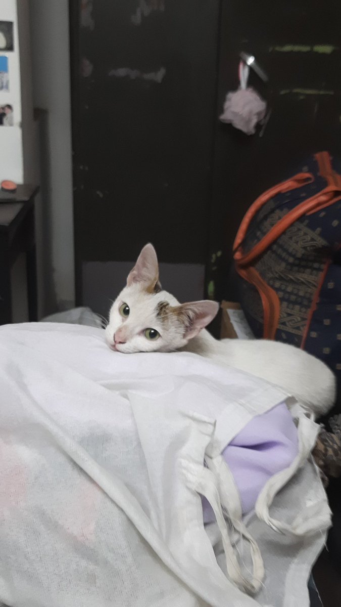 psypherpt4's tweet photo. Habibi is the perfect fit even for first timers. She is docile and affectionate at the same time. Please open your heart and doors for our beautiful girl.

She is vaccinated, dewormed and litter trained.

She is too young and weak to be neutered but neutering is mandatory https://t.co/qqLWgAB2I1