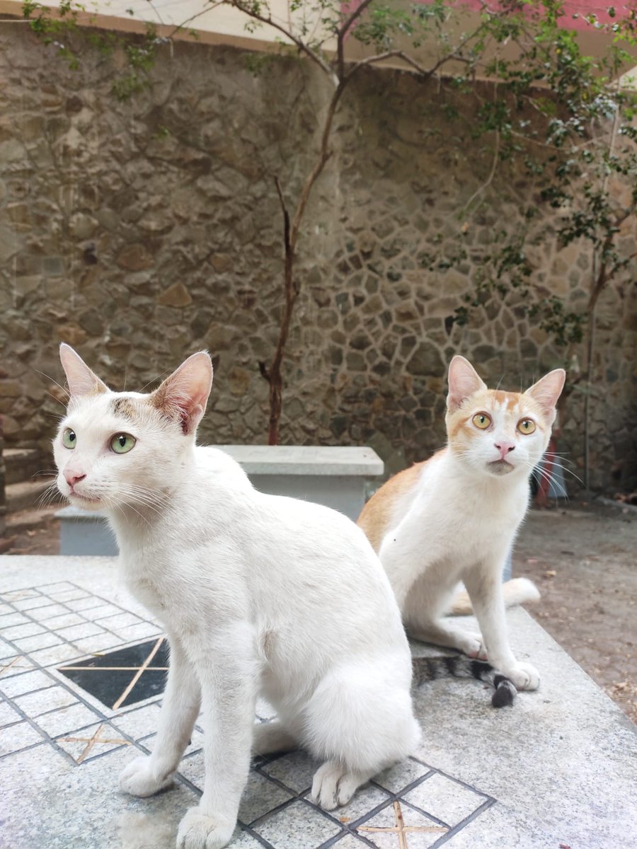 psypherpt4's tweet photo. Habibi is the perfect fit even for first timers. She is docile and affectionate at the same time. Please open your heart and doors for our beautiful girl.

She is vaccinated, dewormed and litter trained.

She is too young and weak to be neutered but neutering is mandatory https://t.co/qqLWgAB2I1