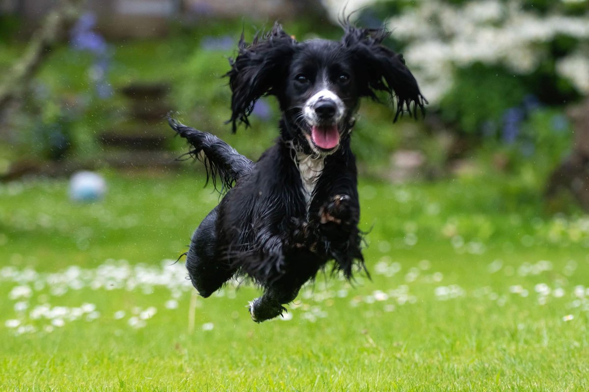 Ears flapping, paws off the ground, tongue sticking out - cocker spaniel Pixie has that #FridayFeeling and is flying into the weekend! 😛🐶
