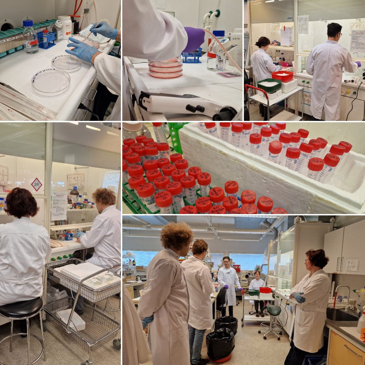 All hands on deck👨‍🔬👩‍🔬🧑‍🔬 #labwork #teamwork #sampleprep <a href="/AIV_Institute/">A.I. Virtanen Institute</a> <a href="/UniEastFinland/">University of Eastern Finland</a>