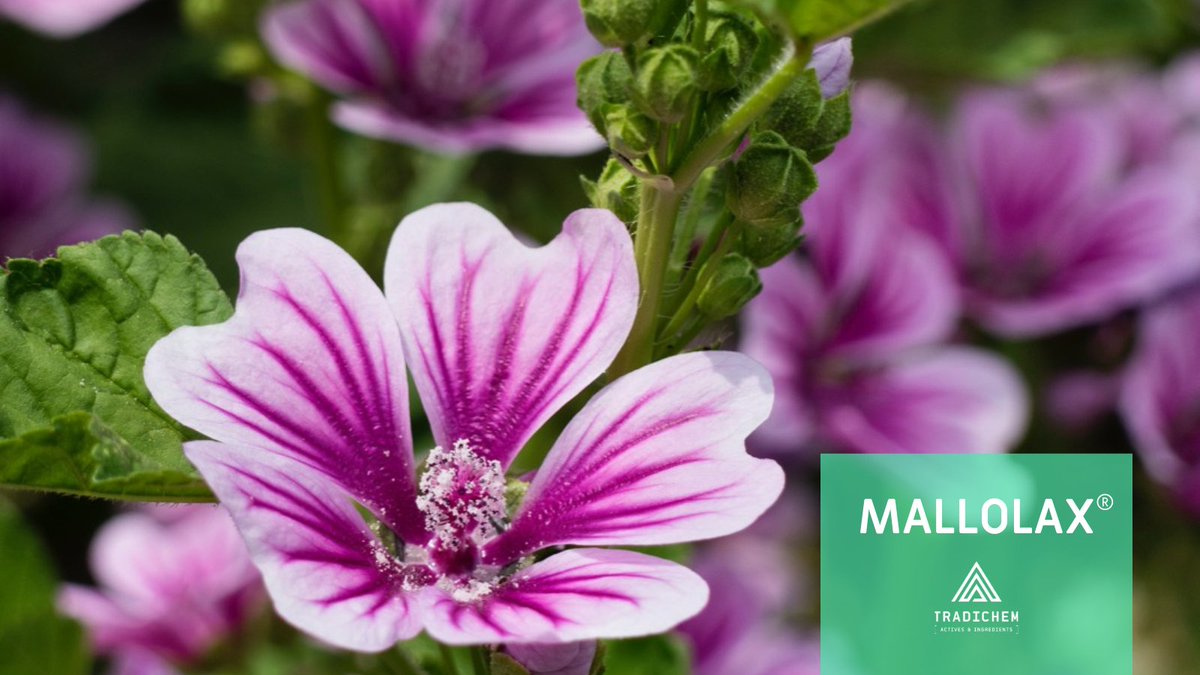 TRADICHEMGROUP's tweet photo. Occasional constipation can be a real discomfort, but now you can tackle it naturally 🌿 with MALLOLAX®! Its unique formula helps promote regularity and improve overall digestive health 🩺. #mallolax #naturalconstipationremedy #healthydigestion https://t.co/4SsDZE3tCq