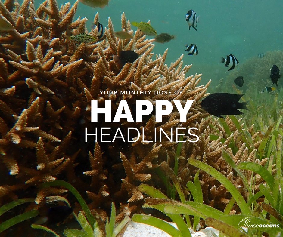 It's time for another Marine Happy Headlines!

Check out #April's featured stories 👇wiseoceans.com/happy-headline…

#wiseoceans #happyheadlines #marine #positive #news #blog #newblog #happy #positivity #ocean #conservation #education