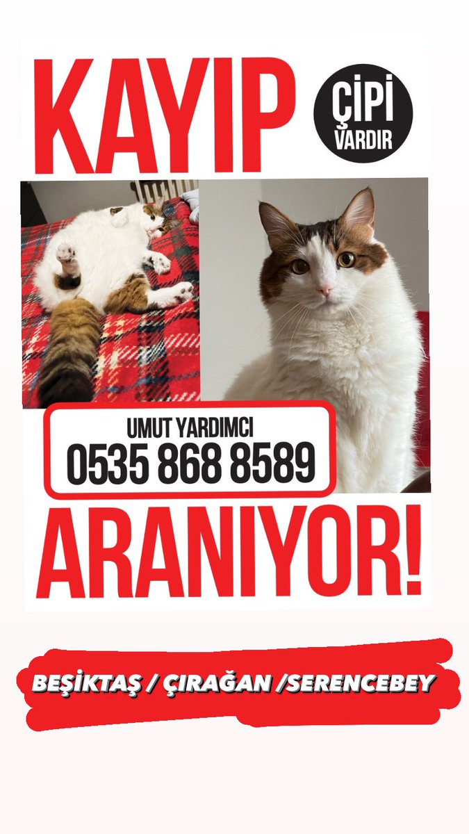 sahipsizhayvann's tweet photo. KAYIP KEDİ!!!
İSTANBUL BEŞİKTAŞ ÇIRAĞAN SERENCEBEY!!! 

LÜTFEN RT!!! https://t.co/Hh5n3Il6dn