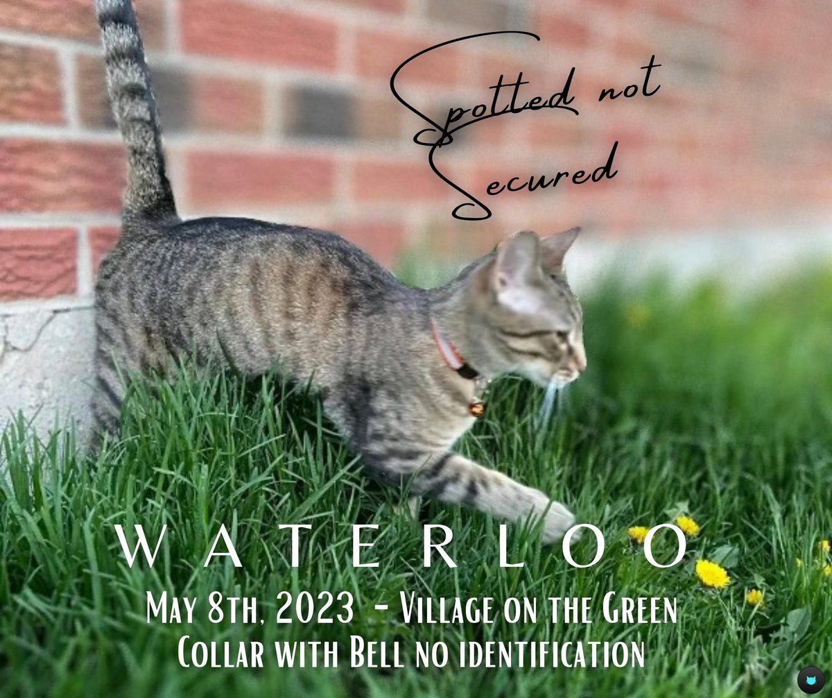 W A T E R L O O
Spotted not Secured
May 8th, 2023
Village on the Green 

Are you looking for me?
I'm wearing a Collar with a Bell /
No Identification

Please contact Spotter at this link facebook.com/10005972436745… #foundcats #waterloolostcats #waterlooontariocanada