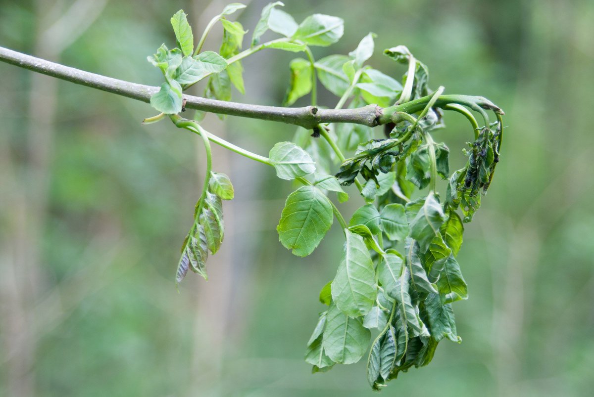TheTreeCouncil's tweet photo. Citizen science can protect our trees and hedgerows.

Do your part this #PlantHealthWeek by reporting suspected pests and diseases you find via @Forest_Research's Tree Alert App 👇
https://t.co/W8LpDgqY6S https://t.co/qEK2unoIvb