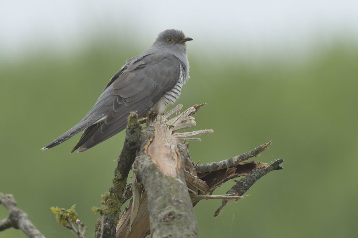 Doe je een ronde door gebied, kom je deze lekker meewerkende koekoek tegen. Wat een gaaf beest is dit toch @BCDeWieden @vogelnieuws #dewieden