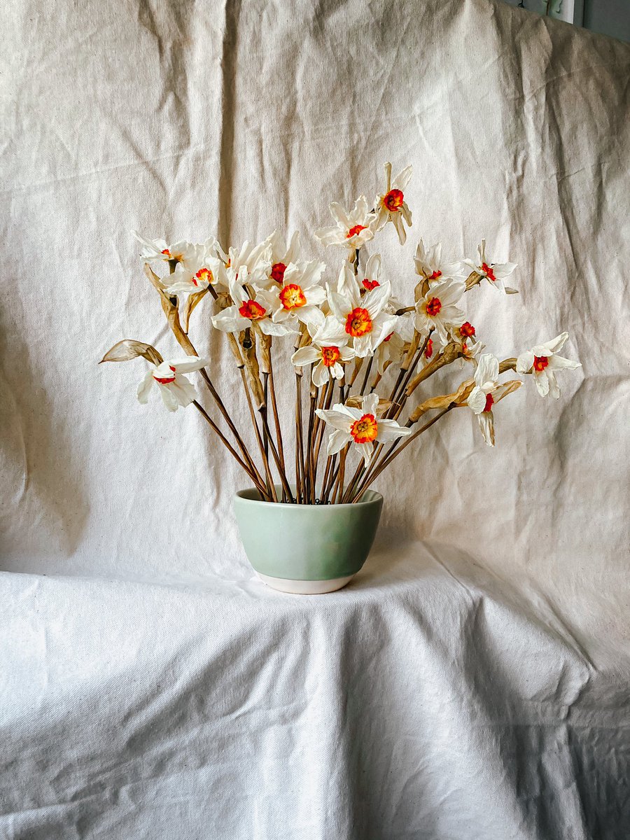 moonko____'s tweet photo. Dried flowers can look as beautiful as fresh! Here are some of the spring flowers I have dried this season #moonko #dryingflowers https://t.co/rqkooGi8HG