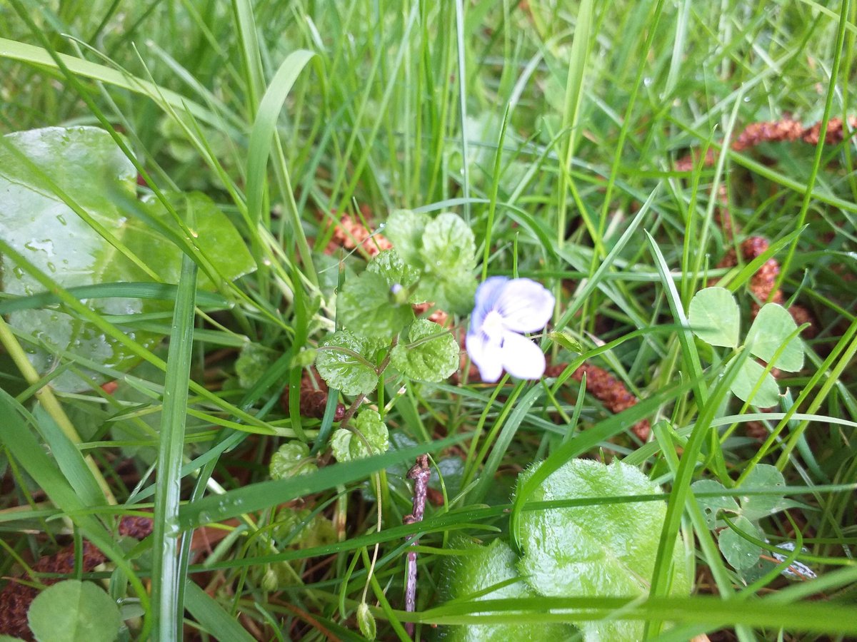 GeoffHunt11's tweet photo. Slender speedwell at Adare town park https://t.co/Jd79jPx8st