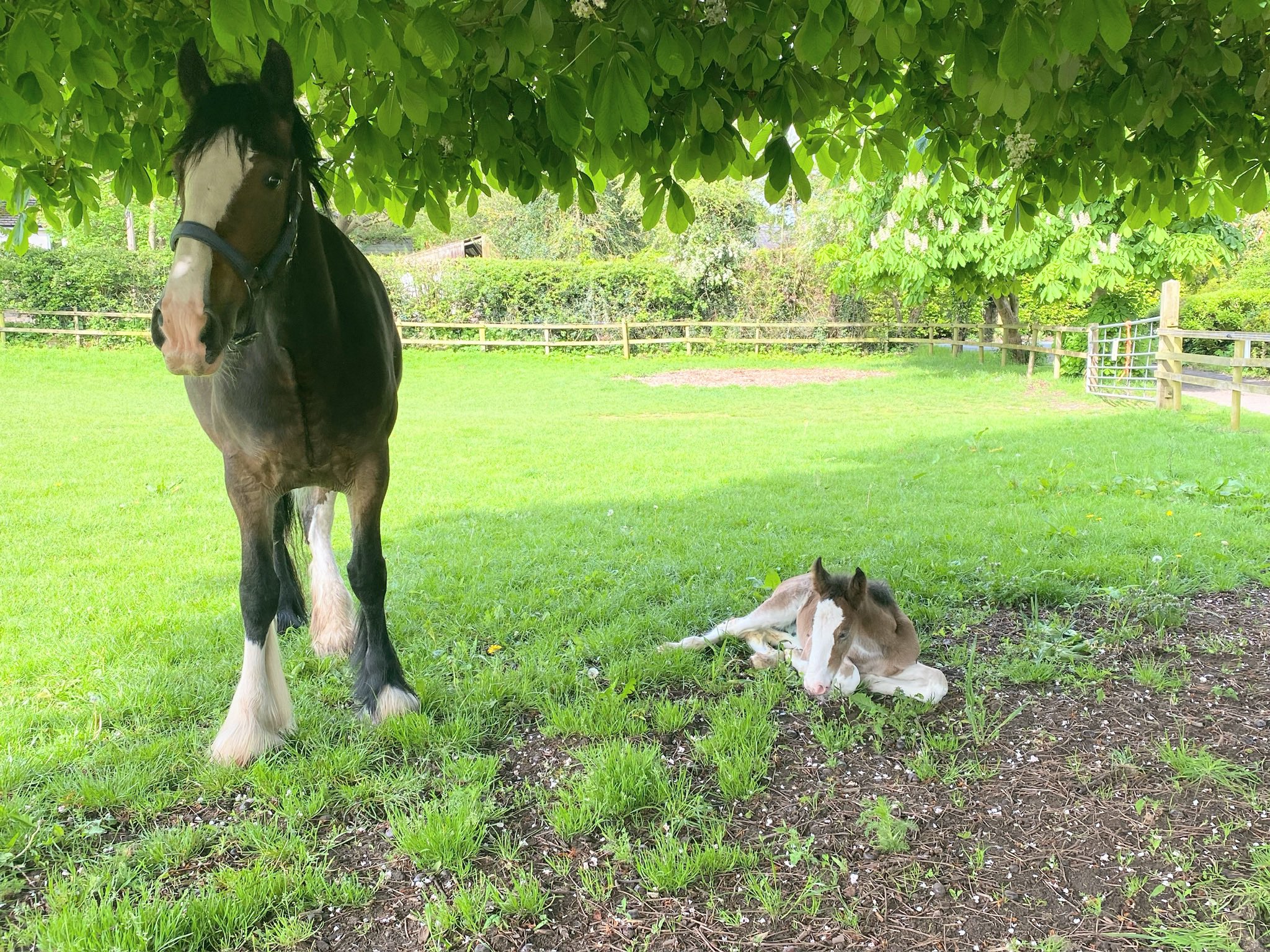 Cotebrook Shire Horse Centre (CotebrookShires) / Twitter