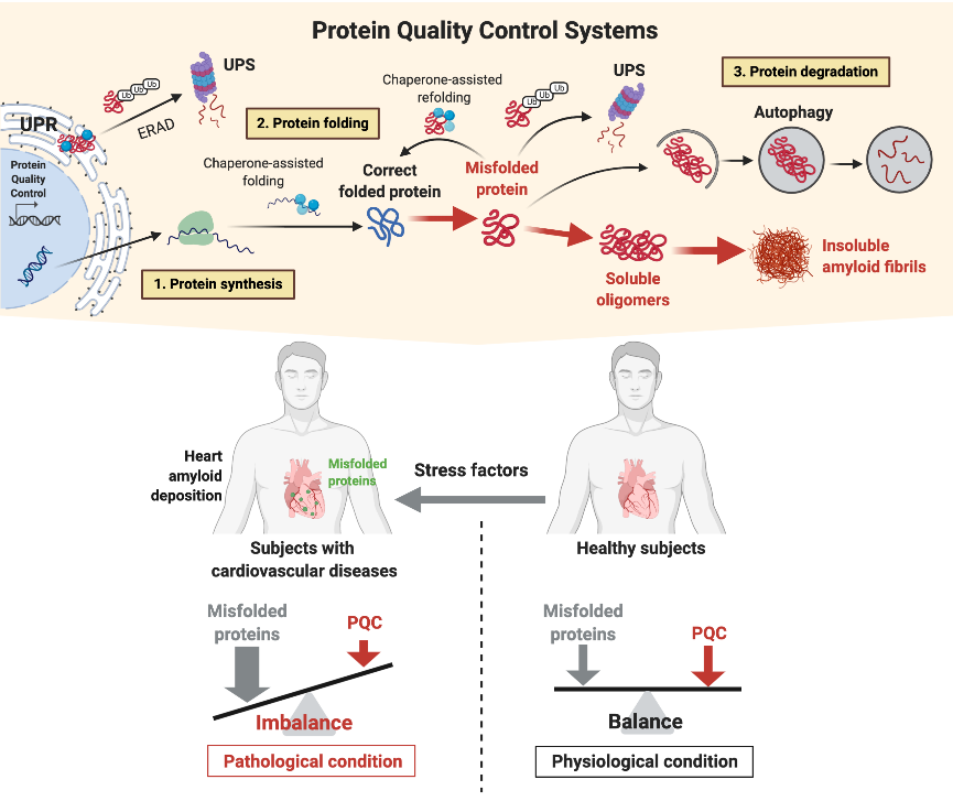 CTEC - Zurich University Heart Center (@ctecresearch) on Twitter photo Understanding protein misfolding across the spectrum of cerebrovascular disease. This is the goal of the Marco Luciani Lab at CTEC. Read more here: usz.ch/en/clinic/card…
<a href="/Unispital_USZ/">Unispital_USZ</a> <a href="/UZH_en/">University of Zurich</a> #CardioTwitter <a href="/SwissCardio/">SwissCardio</a> Understanding protein misfolding across the spectrum of cerebrovascular disease. This is the goal of the Marco Luciani Lab at CTEC. Read more here: usz.ch/en/clinic/card…
<a href="/Unispital_USZ/">Unispital_USZ</a> <a href="/UZH_en/">University of Zurich</a> #CardioTwitter <a href="/SwissCardio/">SwissCardio</a>
