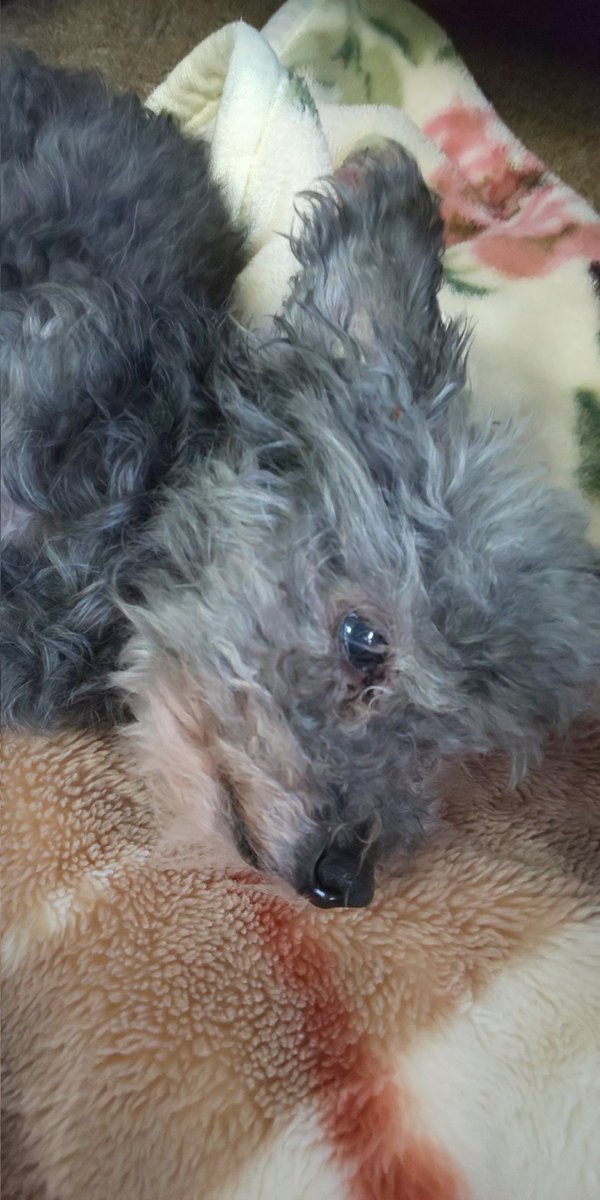 kimajun's tweet photo. #拡散希望
#探してます
#犬

昨日5/8 20:00頃
家のワンコが脱走しました。
年も結構いってるので無事か…
保健所、警察には連絡済みです。
どなたか見かけたら教えてください。

名前 リアン
年齢 15年くらい
場所 岐阜市柳津町 https://t.co/WxJMYypNQf