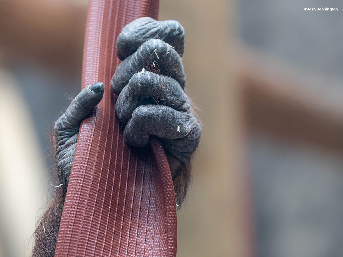 colchester zoo discount
