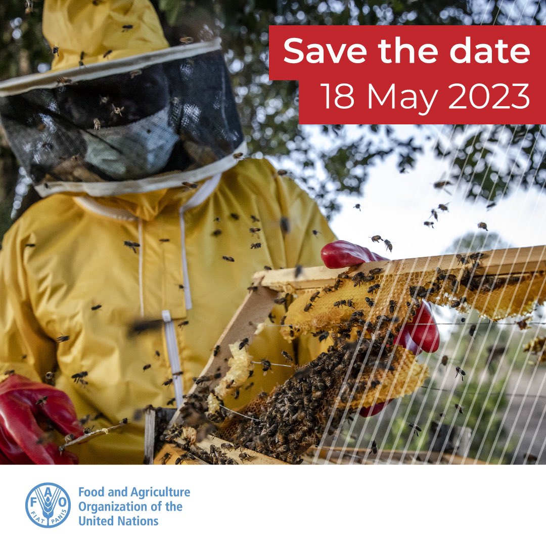 SadcoOrg's tweet photo. Get ready to participate the International Symposium on Biosecurity in Beekeeping organized by @FAOLivestock. 

📍 Zoom 
🗓18/5/2023
⏰ 3:00 PM EAT 
📝 Register here : https://t.co/ULI5XUQ10Y

SAVE THE DATE 👌 https://t.co/B980VJCWKK