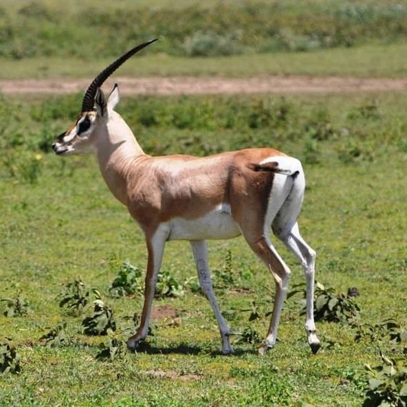 Good morning 🇹🇿 

We are around and we spot a lot of animals #Tanzania is full of life

#wildlife great #Serengeti migration #zebras #wildebeest #nature #gamedrive #safari #Africa #gazella #Tanzaniasafari #explore #discover #BUCKETLIST #travel #journey #tour