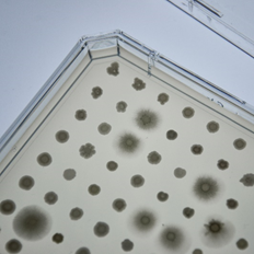 #ERAnet <a href="/ERA_CoBioTech/">ERA CoBioTech</a> <a href="/oleoferm/">Oleoferm ERA CoBioTech</a> WP3 is screening hundreds of wild yeasts to find the best for making microbial oils from short-chain fatty acids and modelling its metabolism.
#Biotechnology