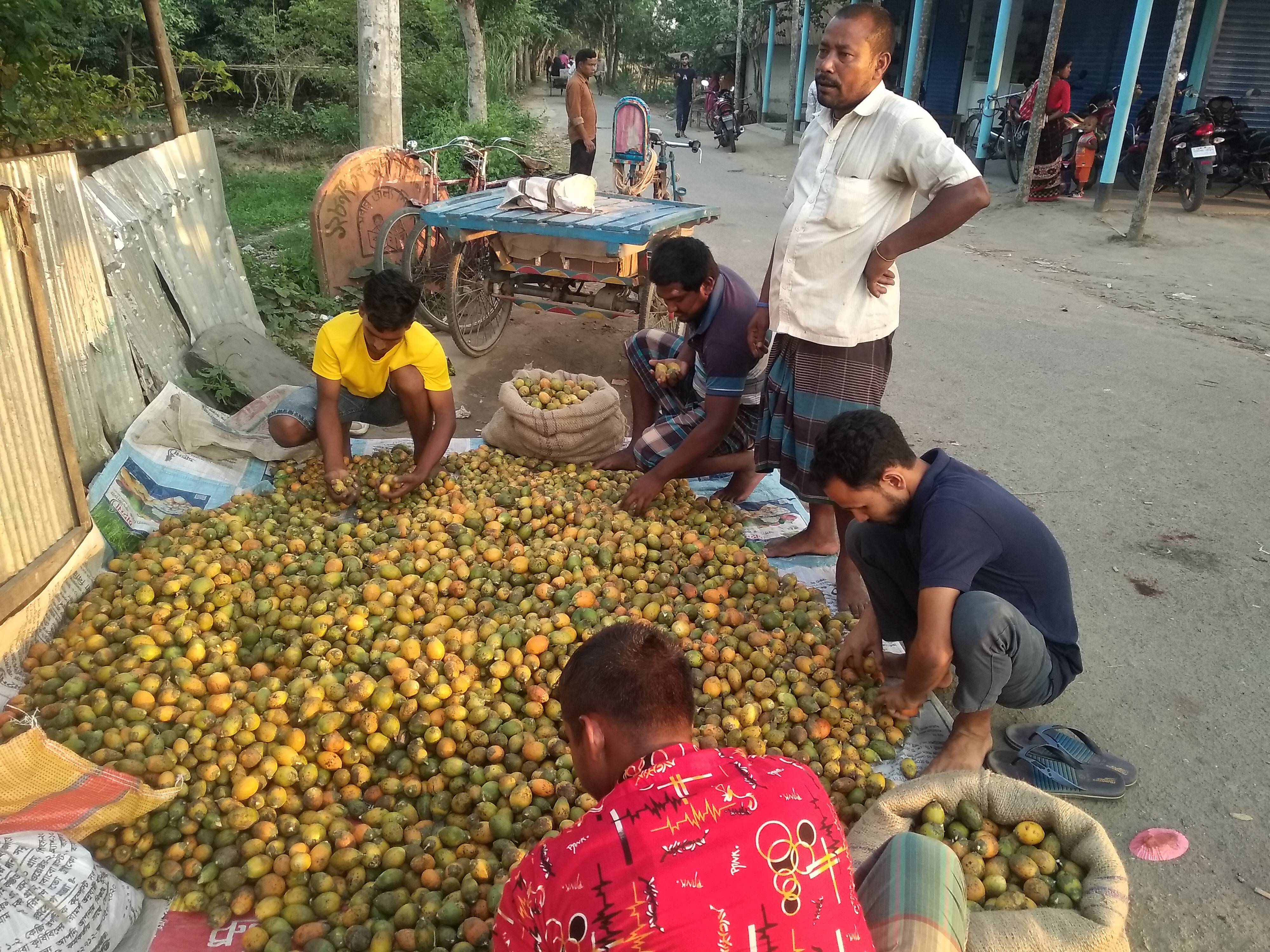 ঠাকুরগাঁওয়ে জমে উঠেছে সুপারির হাট দাম ভাল থাকায় খুশি স্থানীয় ফড়িয়া ব্যবসায়ীরা