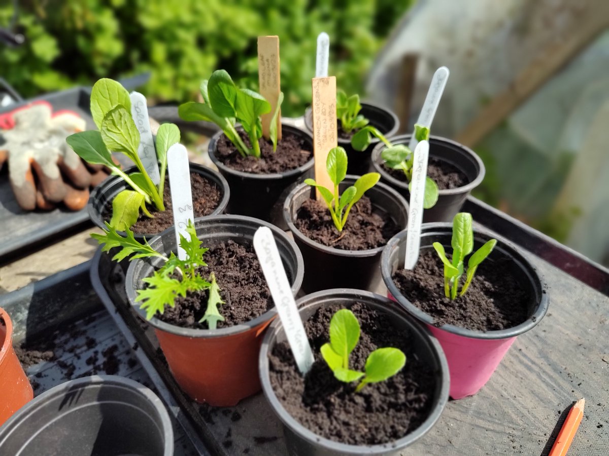 Incredible Edible Prestwich & District tweet media