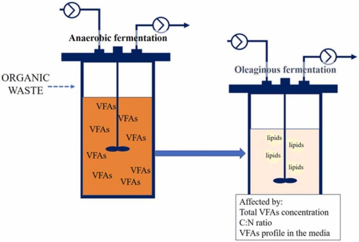 Most important factors in production of microbial oils from short-chain fatty acids? C:N ration and the prevalence of shorter short-chain fatty acids. doi.org/10.1016/j.jece…
#ERAnet <a href="/ERA_CoBioTech/">ERA CoBioTech</a> <a href="/oleoferm/">Oleoferm ERA CoBioTech</a> #Biotechnology