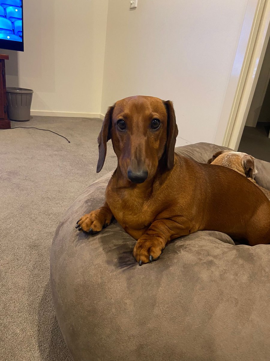 Dan_Malk's tweet photo. I both love and hate how much Generative AI /GPT content I’m seeing…

But it’s a little too much… so for those who need a bit of a breather.

I have a sausage dog named Thomas the 3rd that does not know how to code..

#nocode #dog #notaigenerated https://t.co/90sRwdEra0